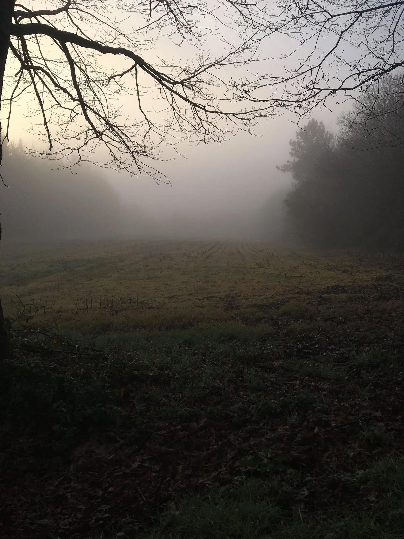 Bare branches and fog over a quiet field