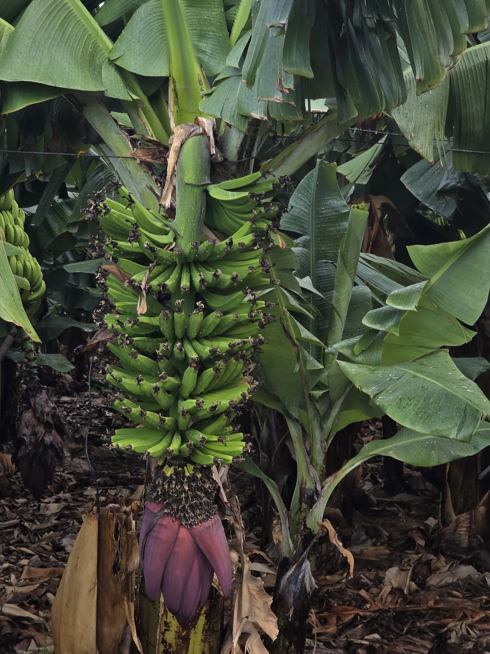 Banana leaves and a dark flower in deep shade