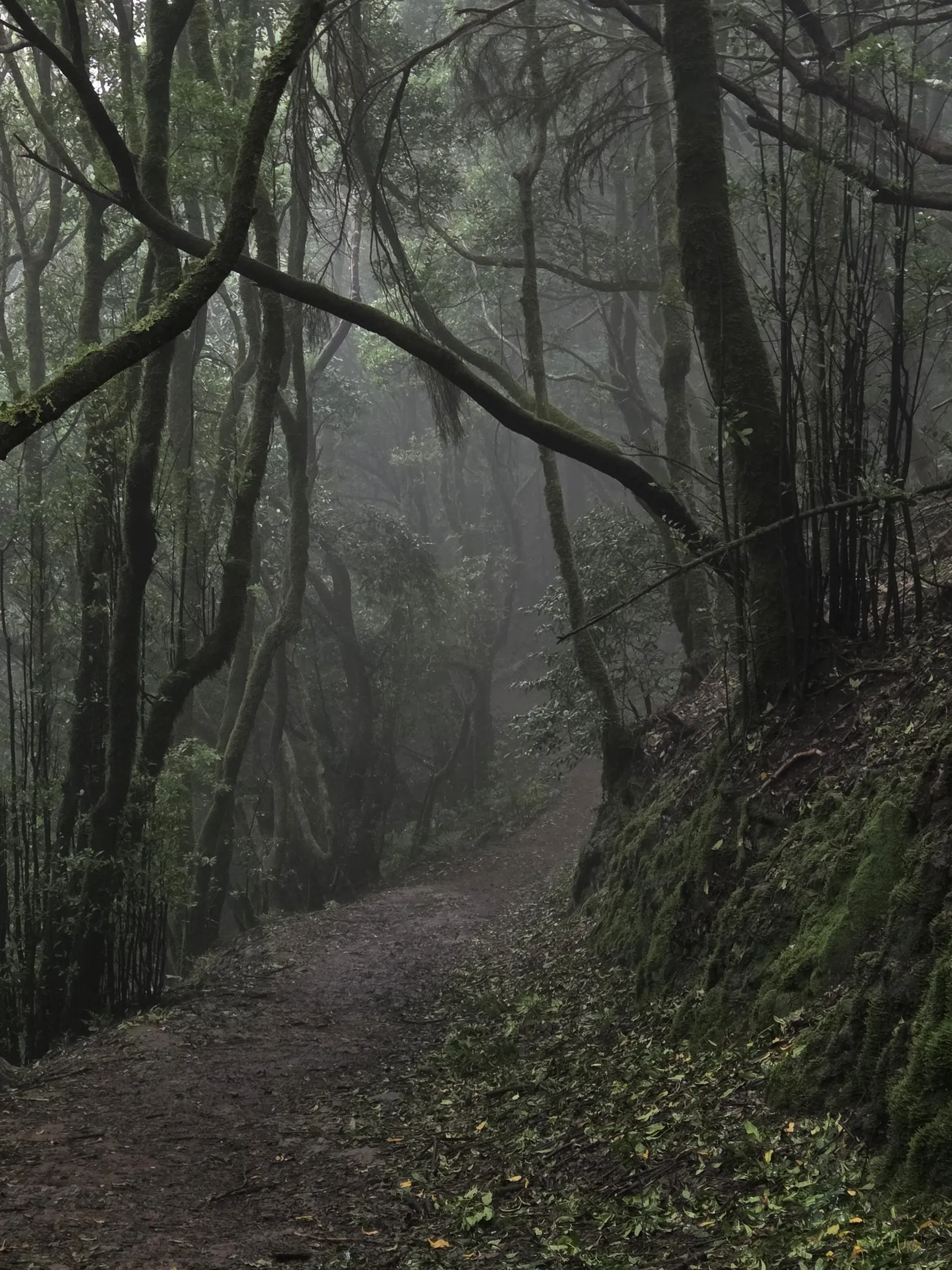 A mossy path through the laurel forest