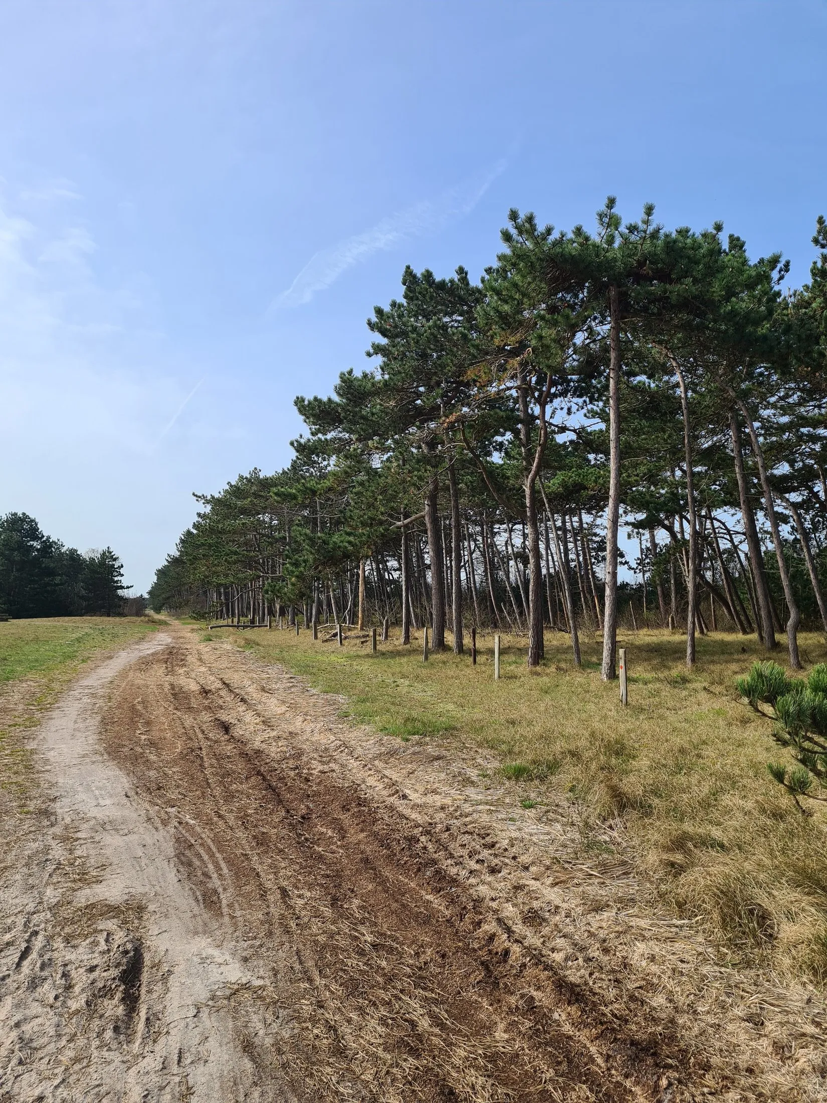 A sandy track between tall pines