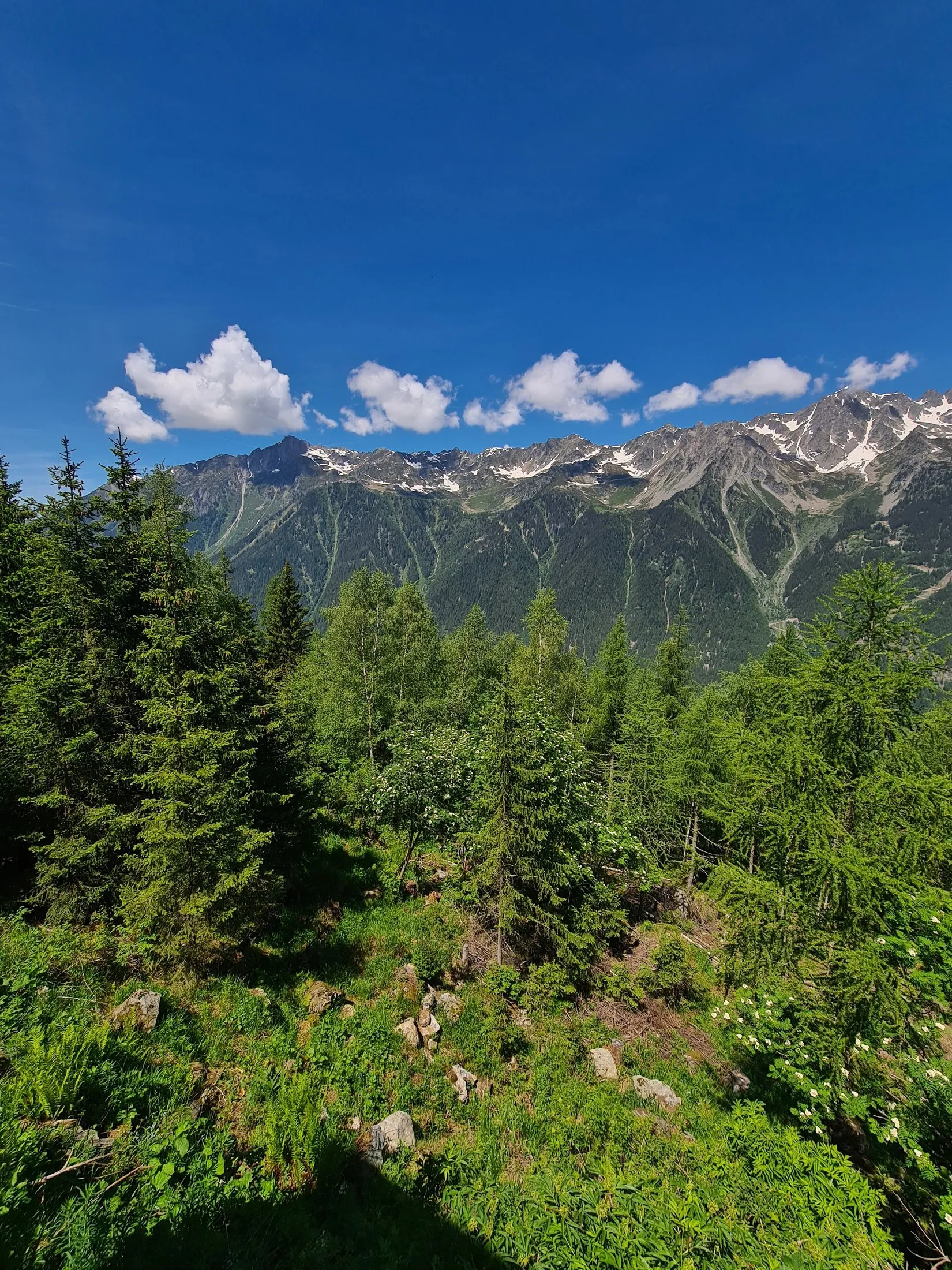 Forested slopes and a snowy peak in late spring