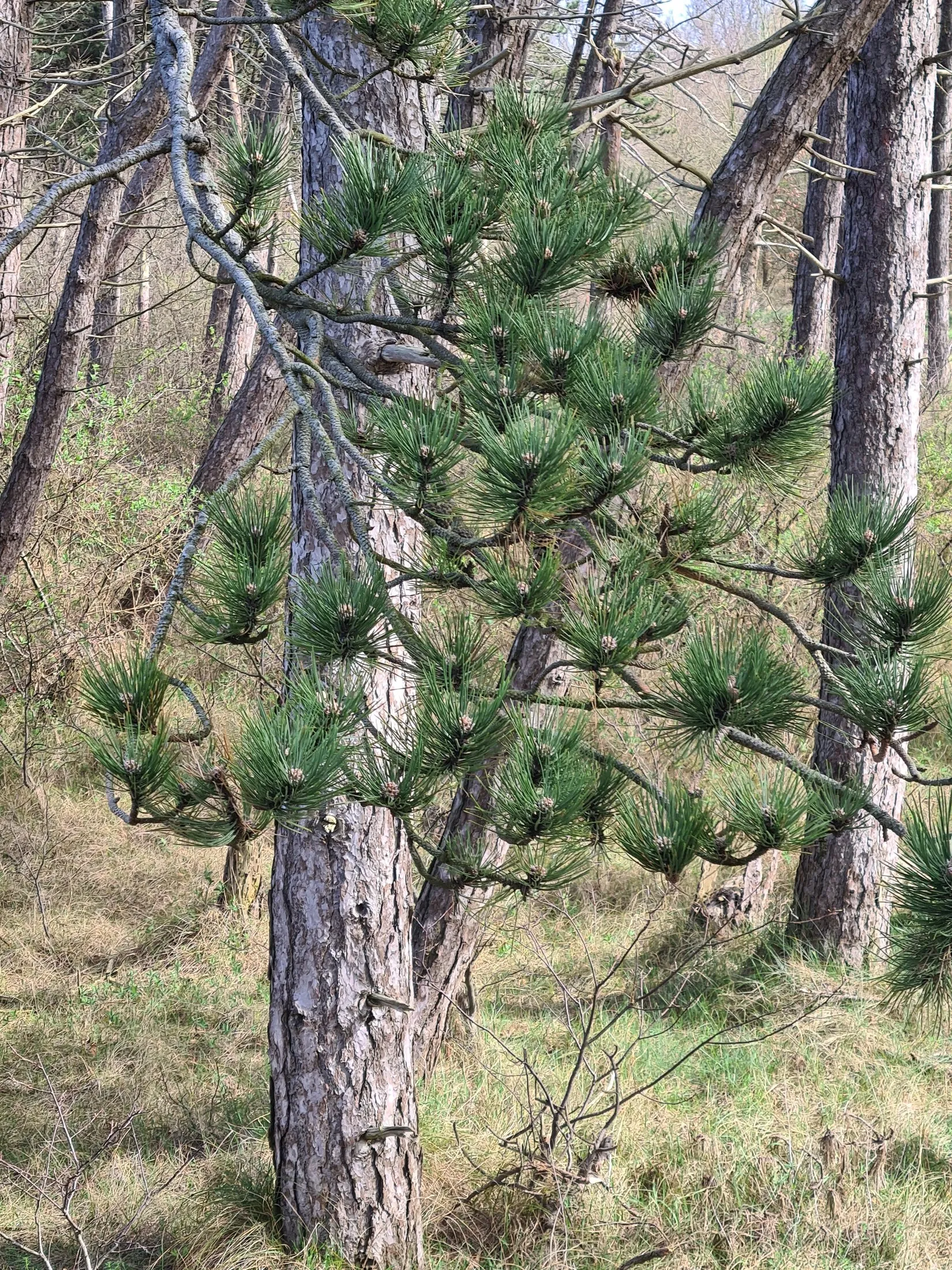 Pine branches against a bright sky