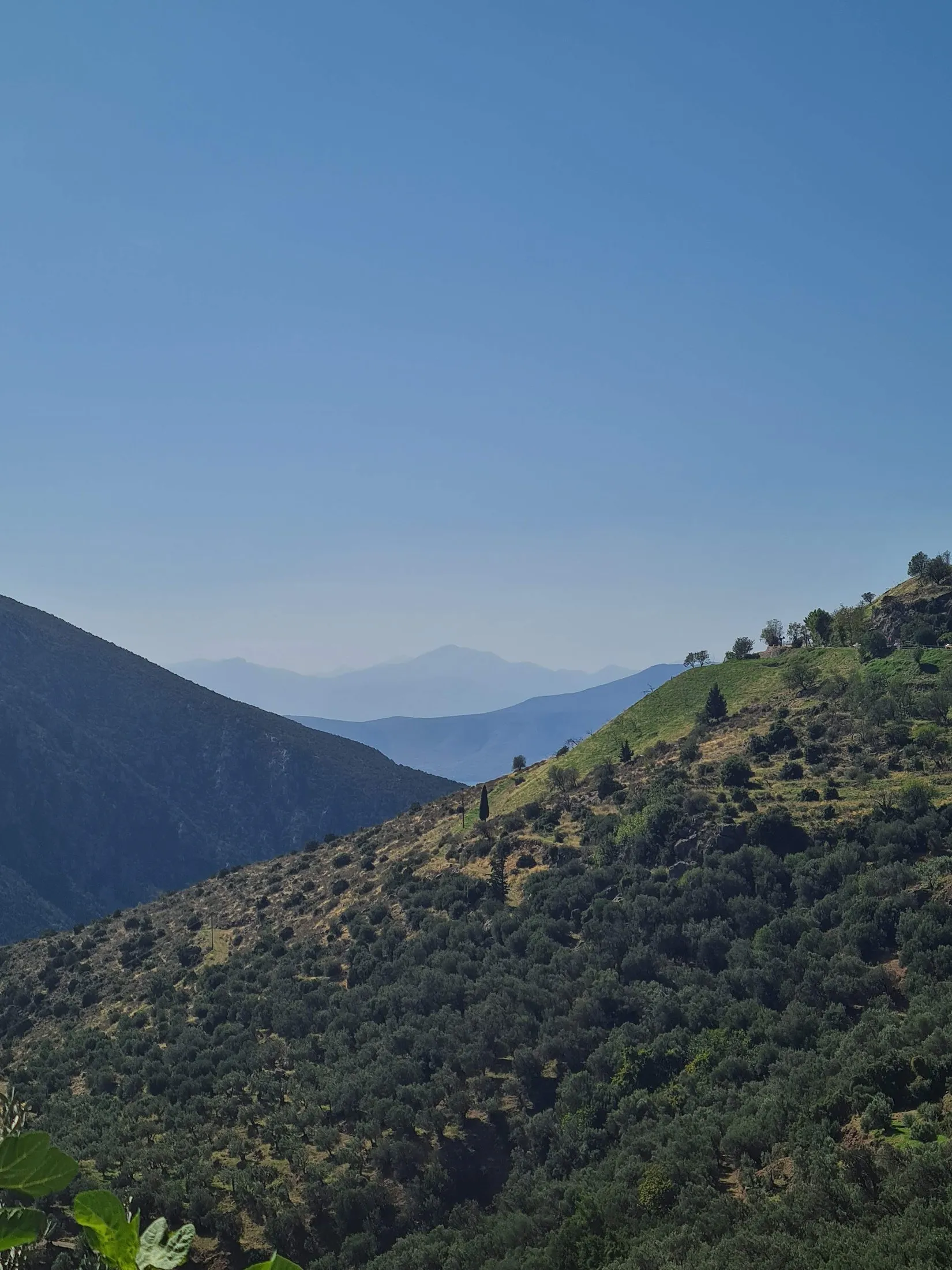Olive slopes falling toward distant mountains