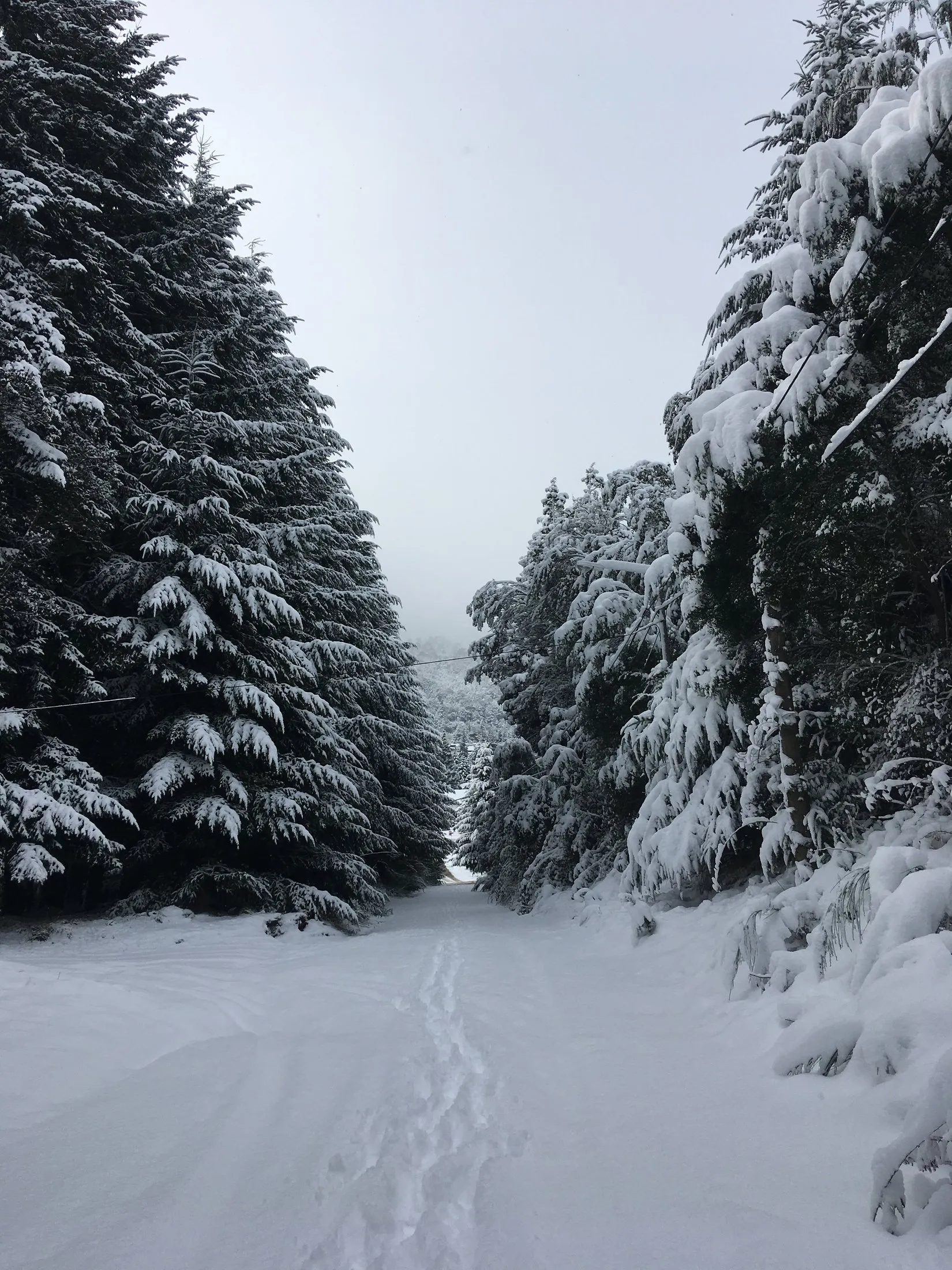 A snow-laden path between evergreens