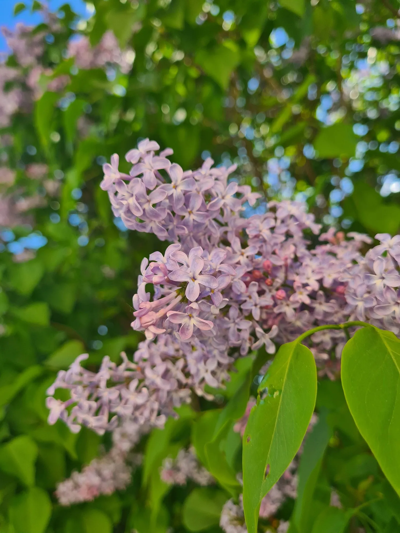 Lilac in full flower