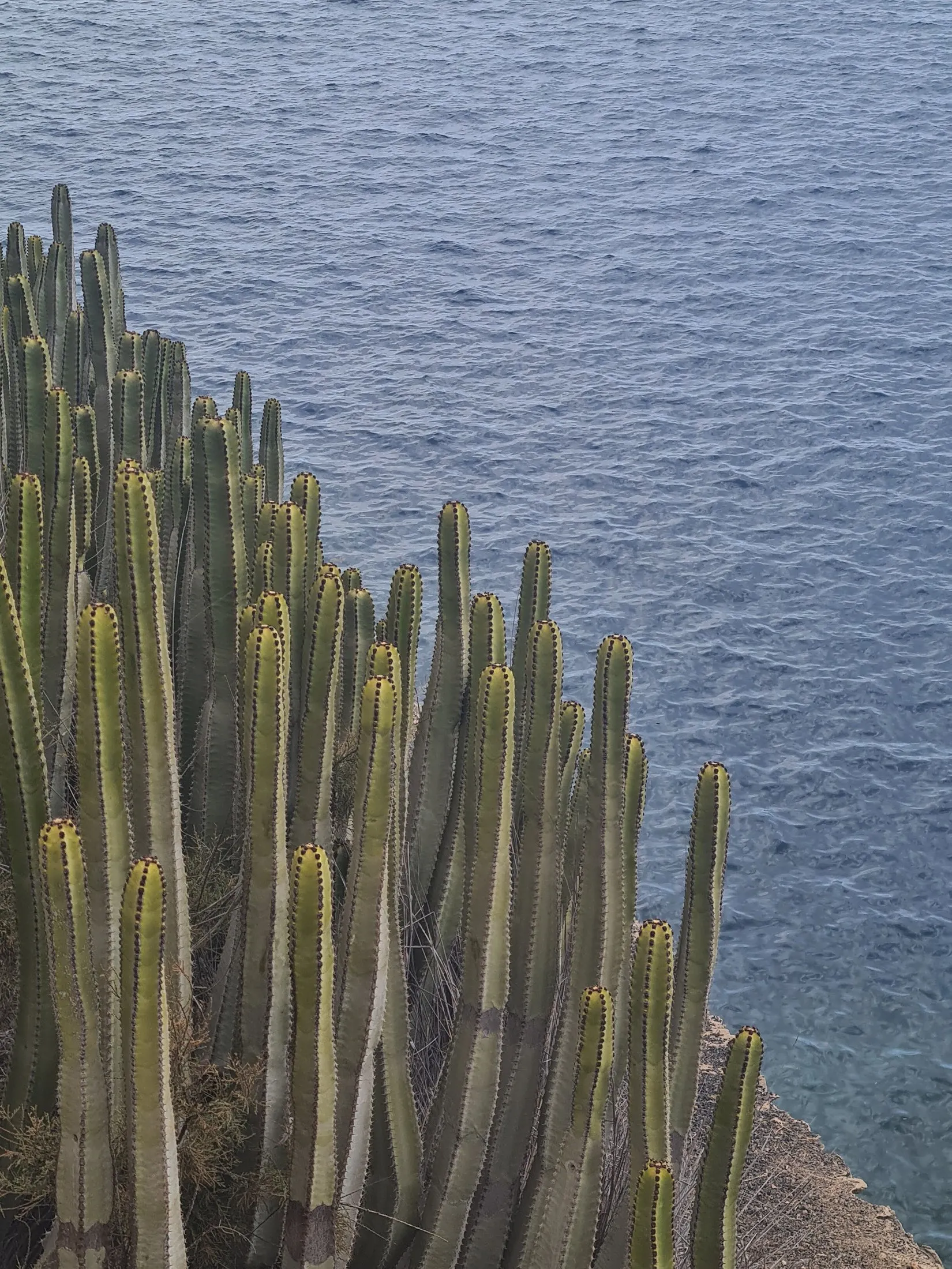 Tall succulents against the sea