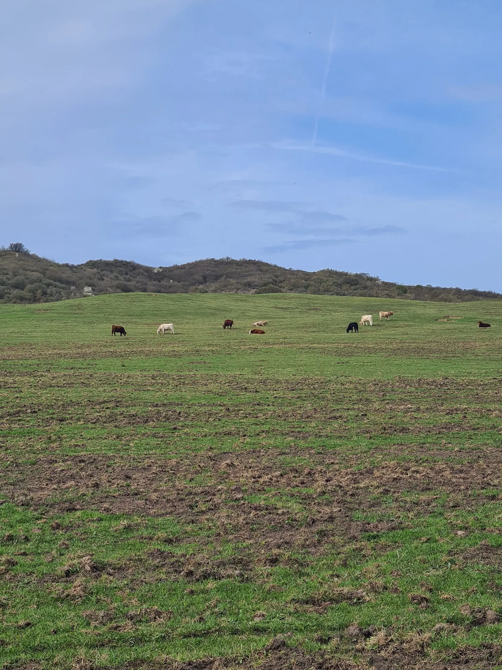 A green pasture under a wide spring sky