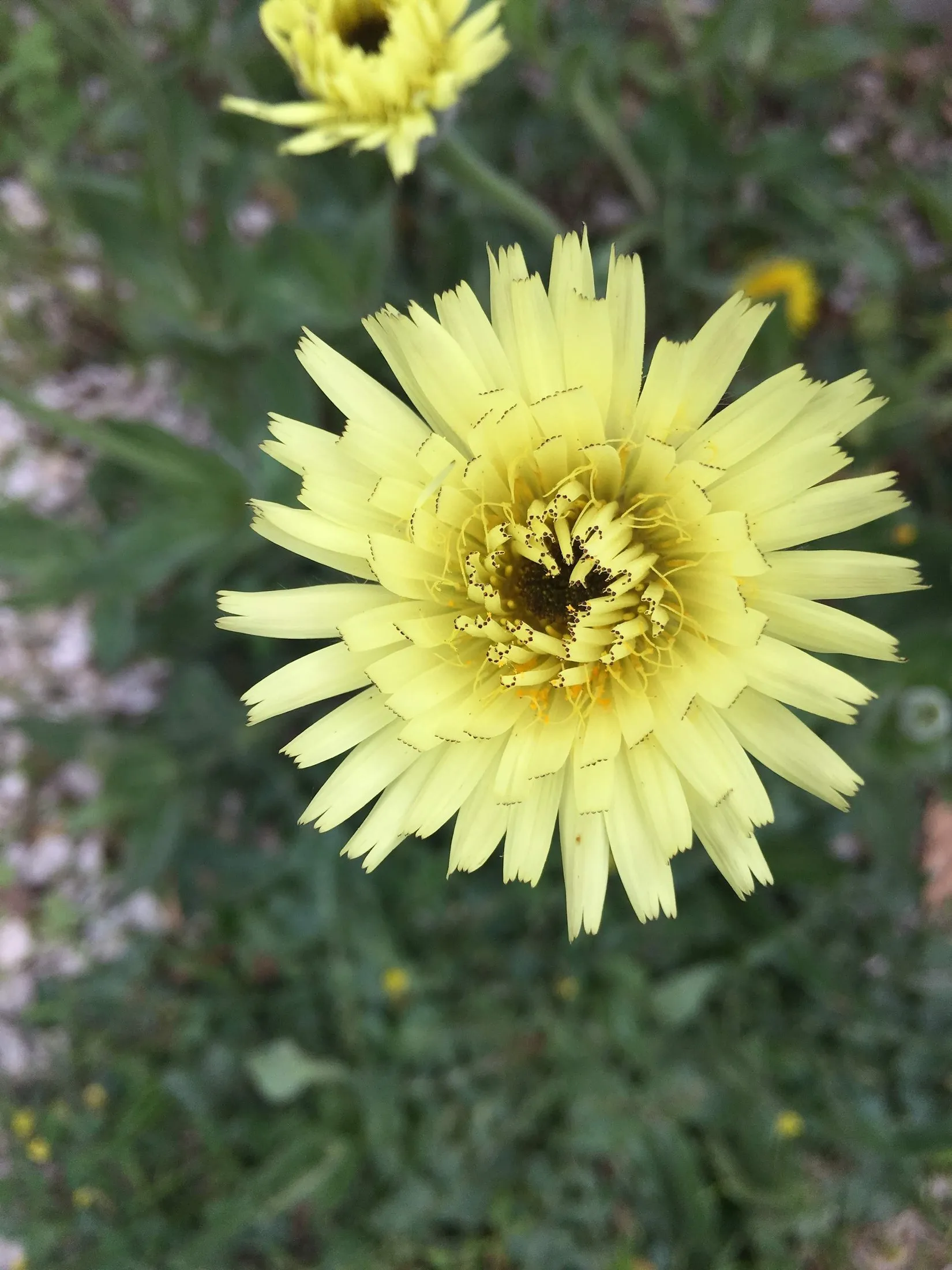 A yellow succulent flower in close light