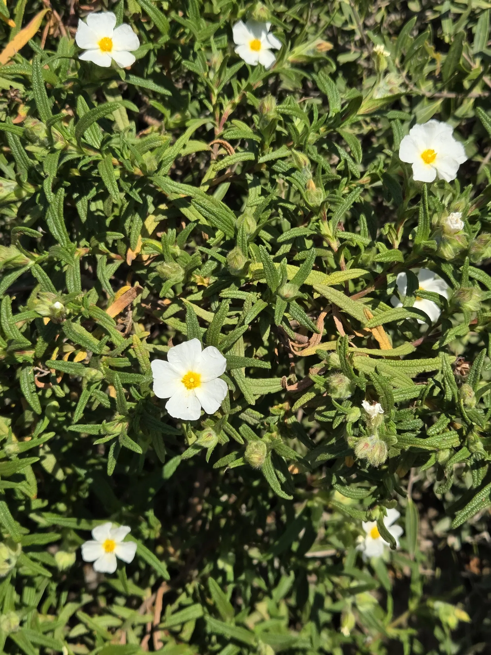 White flowers in low coastal scrub