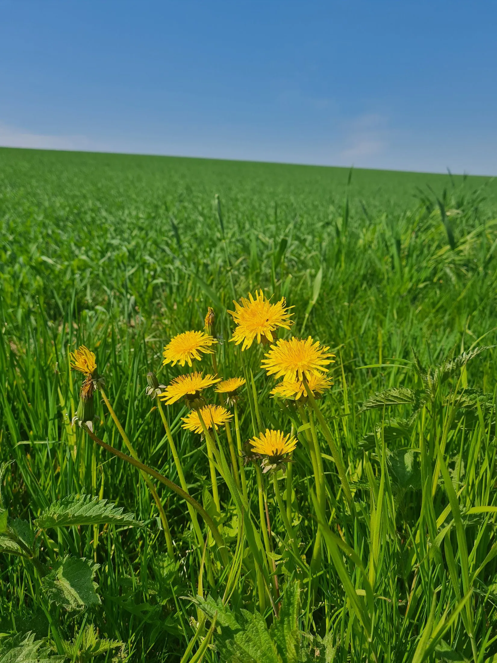 Dandelions in a bright green field