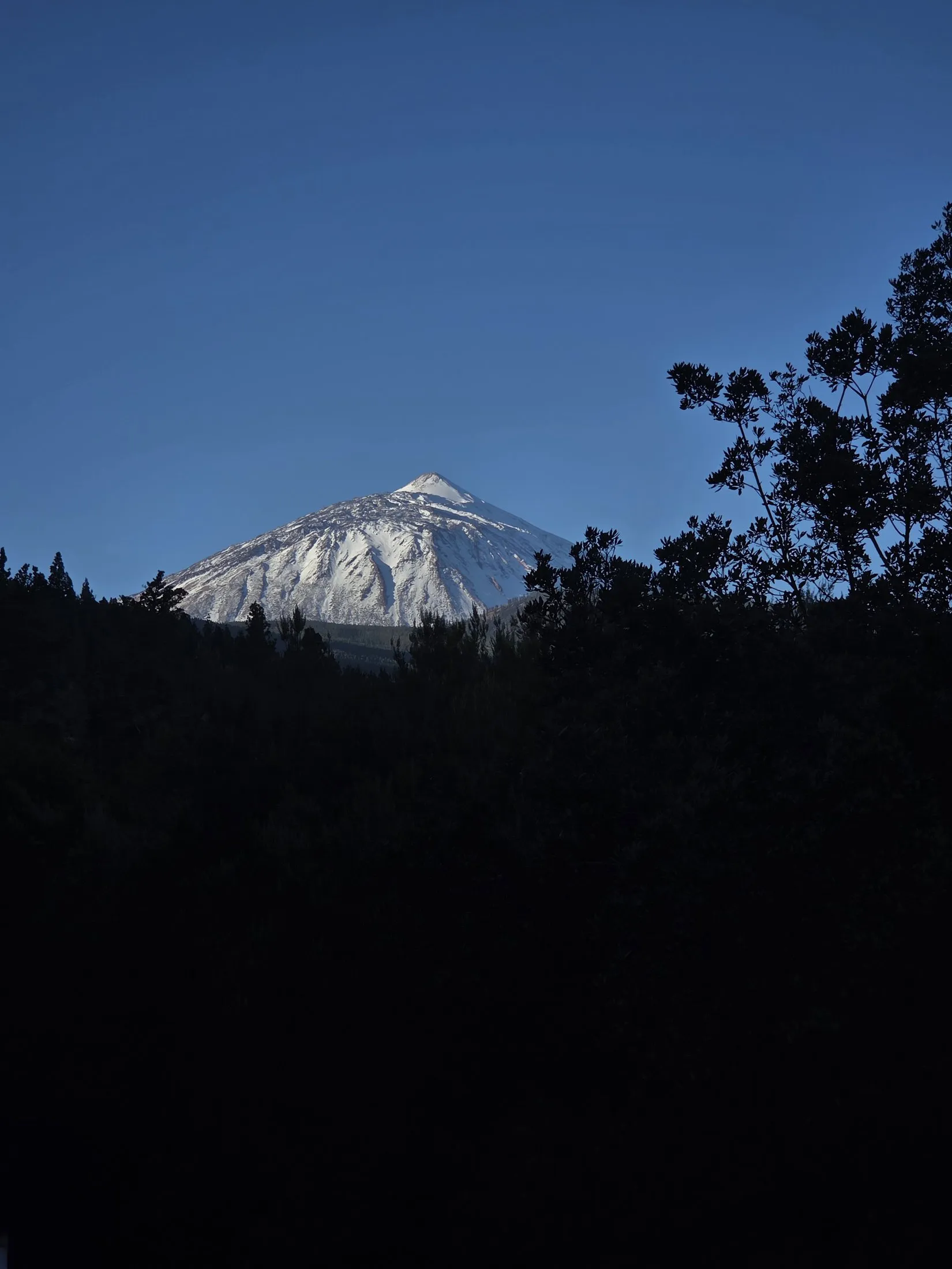Snow on Teide seen through a dark line of pines