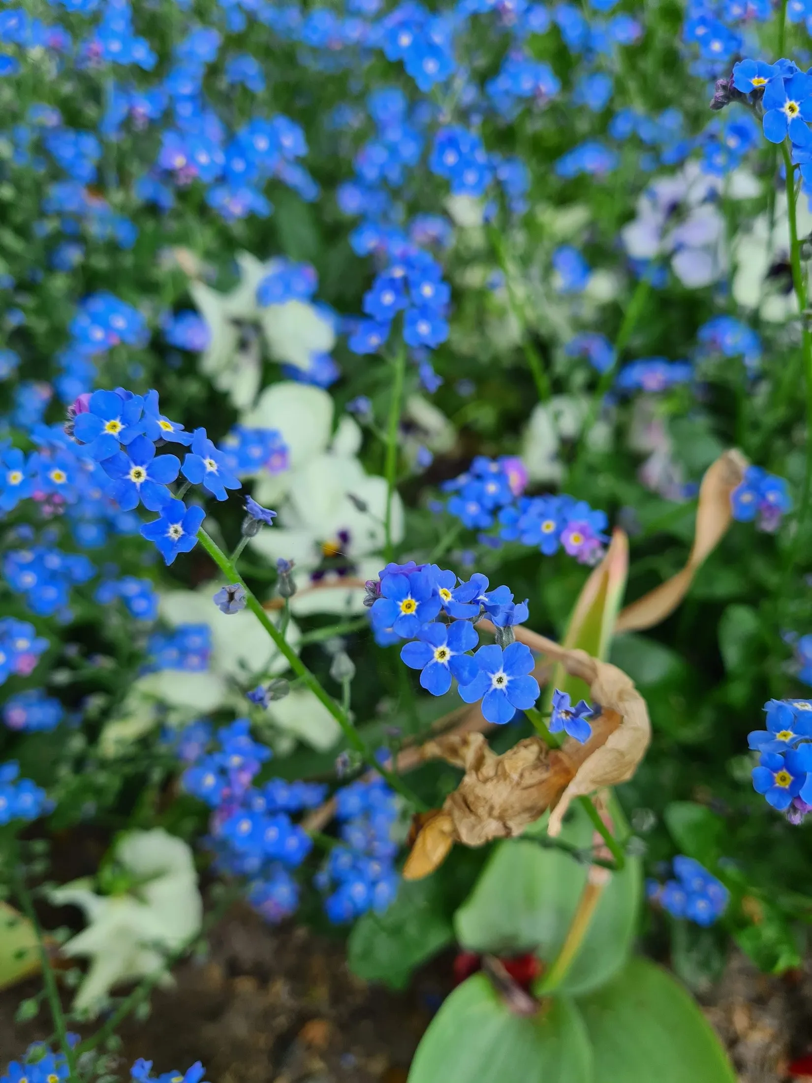 Small blue flowers in the grass