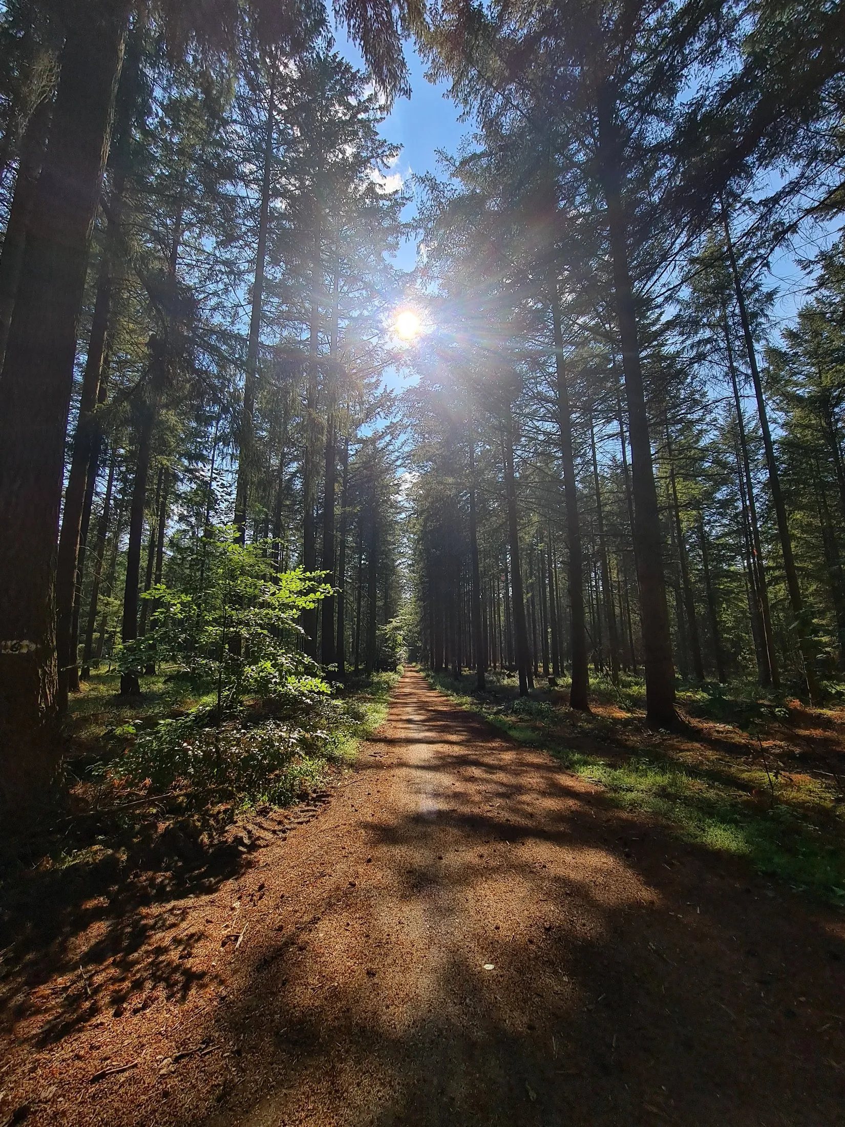 Sun through a straight pine path