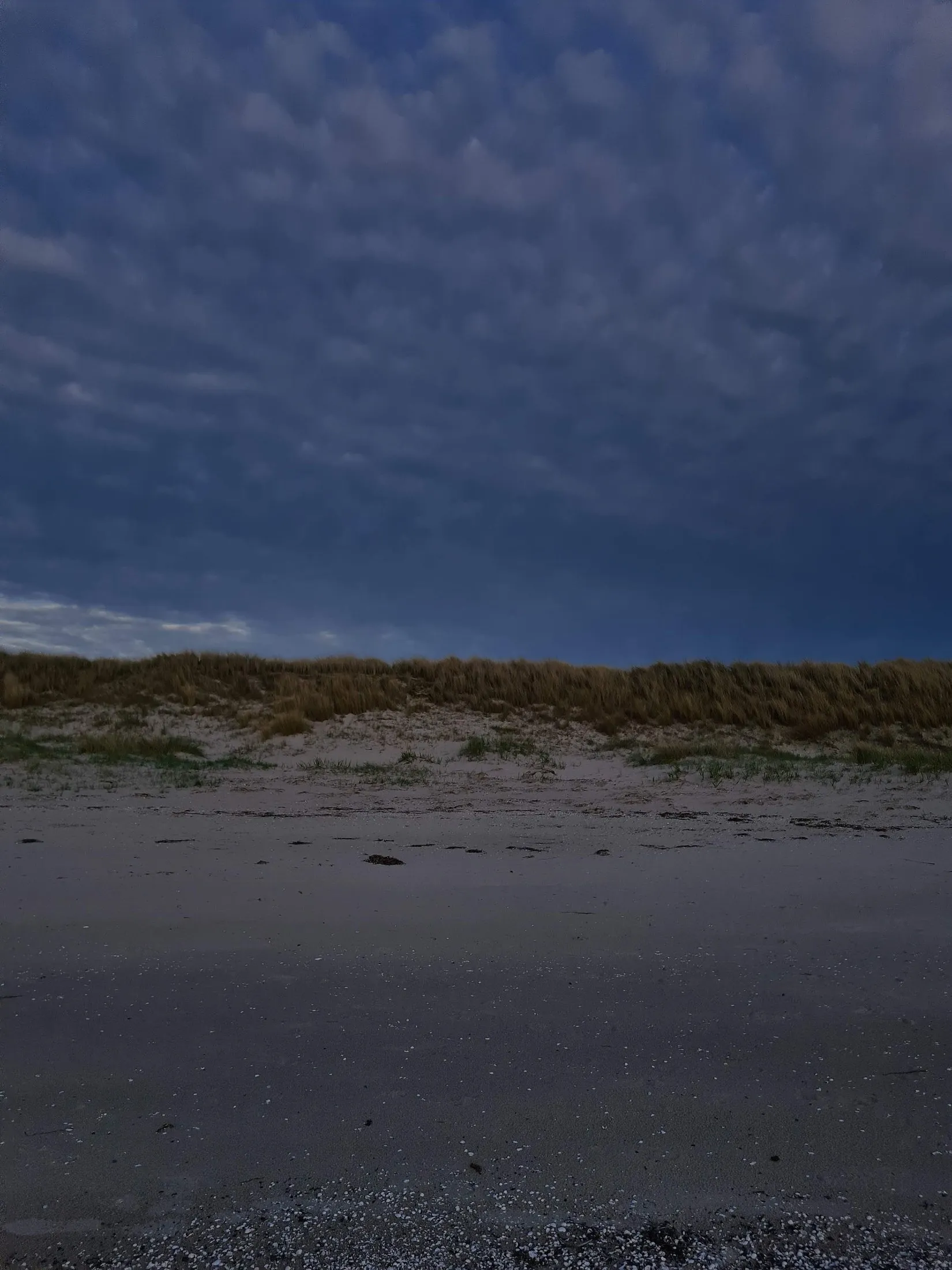 Dune grass under a heavy evening sky