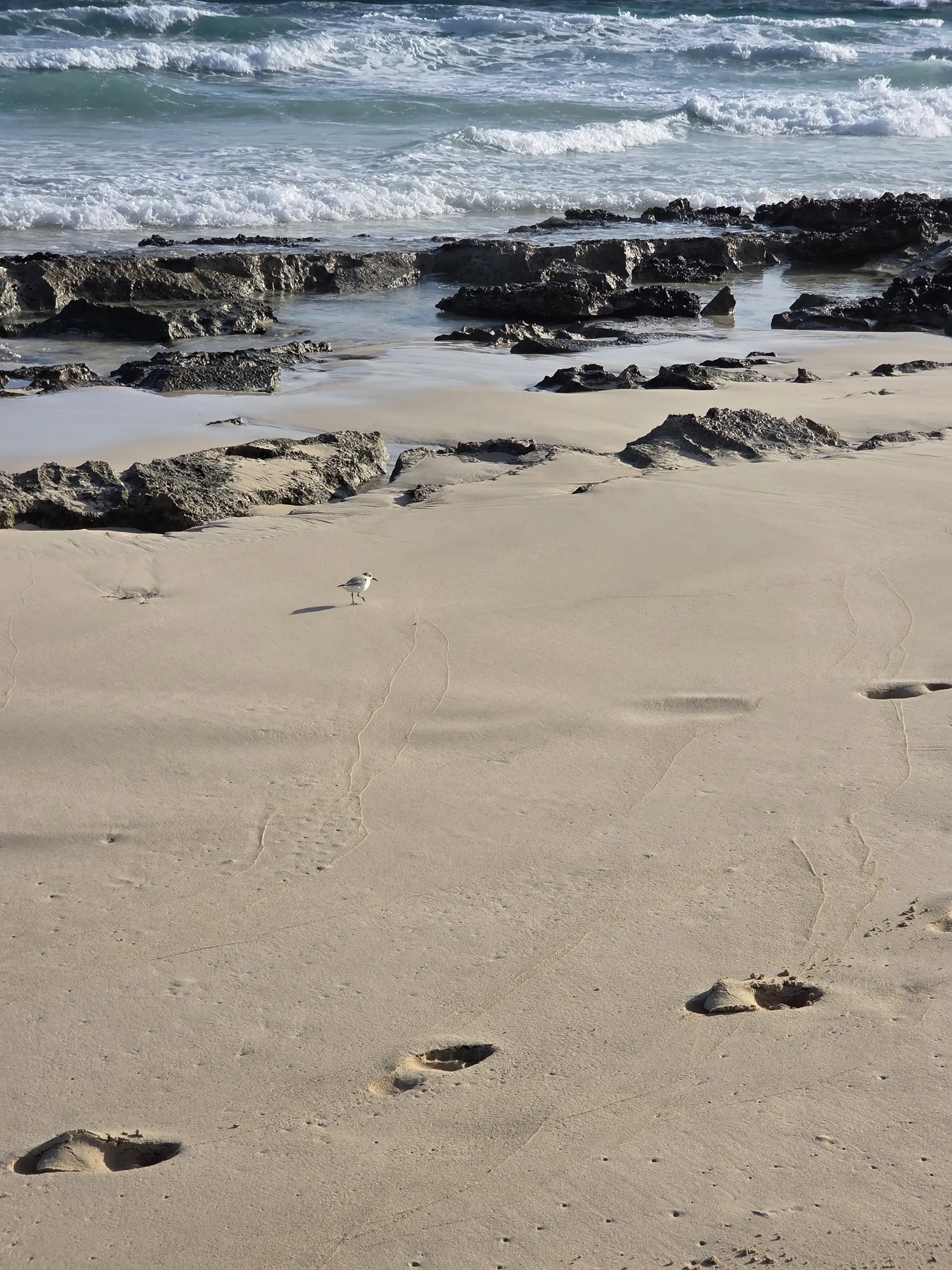 A small bird on sand near rocks and breaking waves