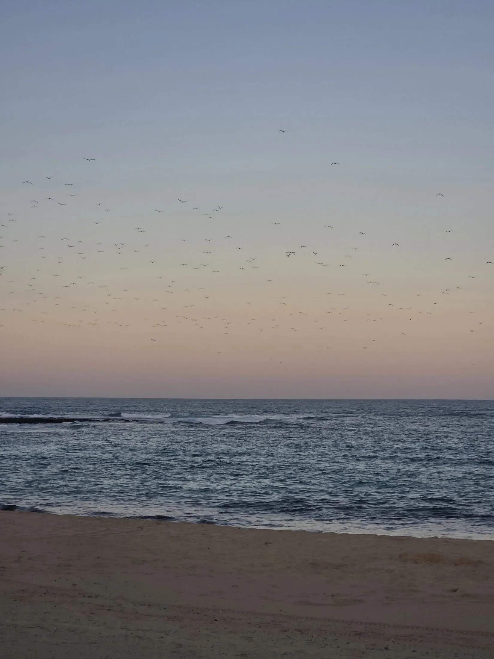 A flock of birds over the sea at dusk