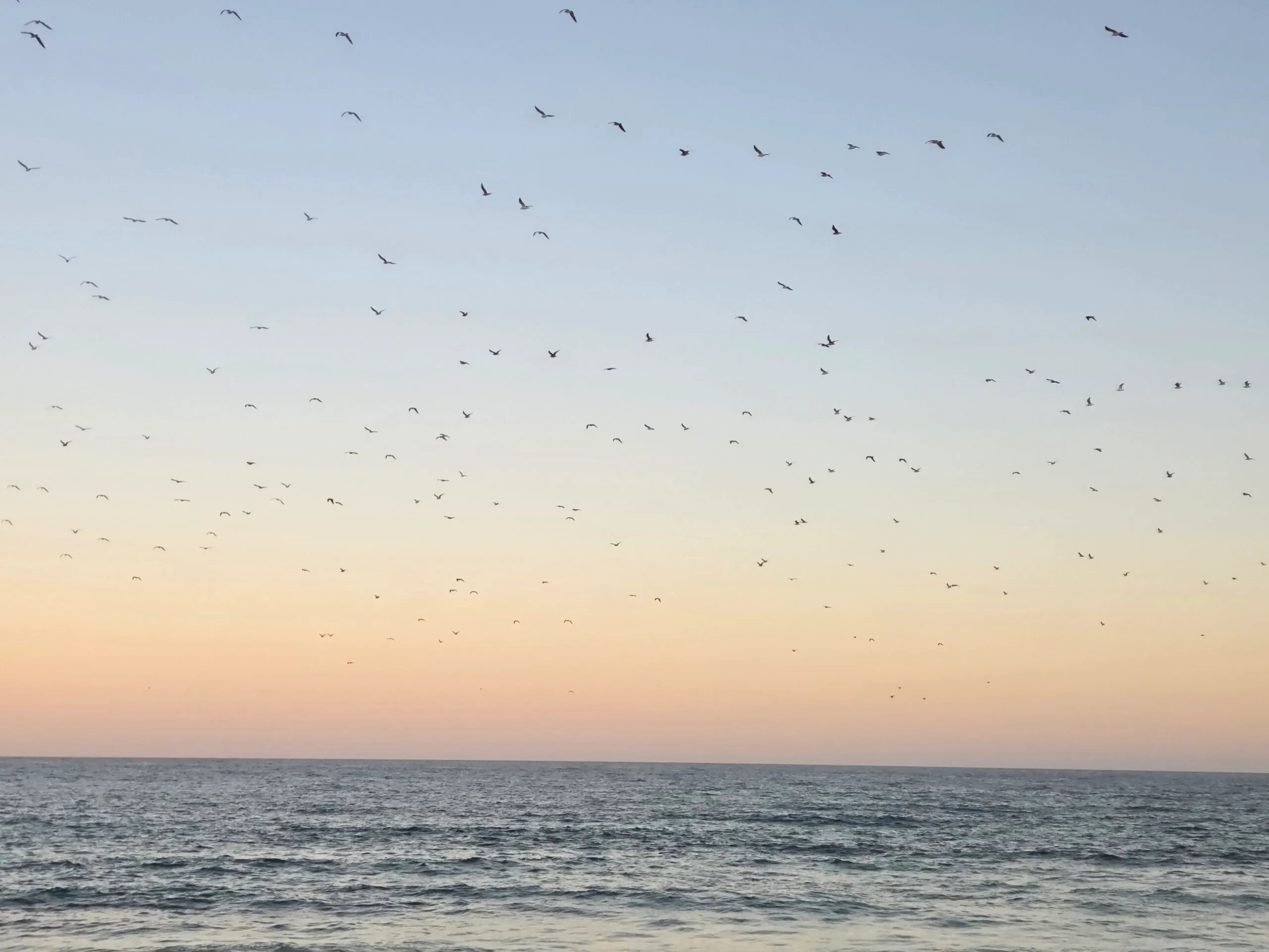 Birds over the sea at dusk in Fuerteventura